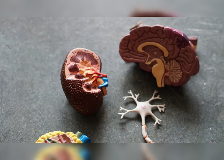 Mass General and Mass Eye and Ear Researchers Develop Promising Alzheimer's Antibody Therapy in Boston