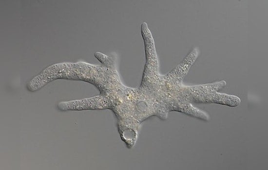 MIT Scientists Discover Thousands of Programmable DNA-Cutting Fanzor Enzymes in Algae, Snails, and Amoebas