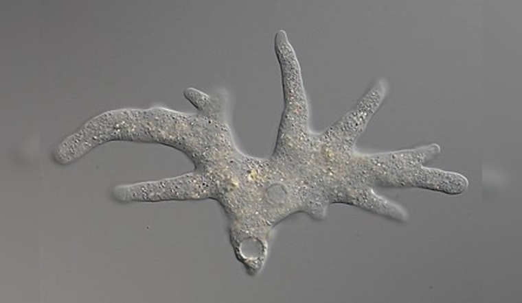 MIT Scientists Discover Thousands of Programmable DNA-Cutting Fanzor Enzymes in Algae, Snails, and Amoebas