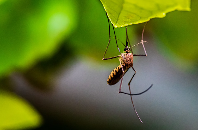Moreno Valley Launches Mosquito Control Operation to Combat West Nile Virus Outbreak