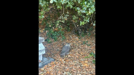 Owl Rescued from Busy I-580 in Castro Valley, California Thanks to Combined Efforts of CHP Officers, and Oakland Zoo