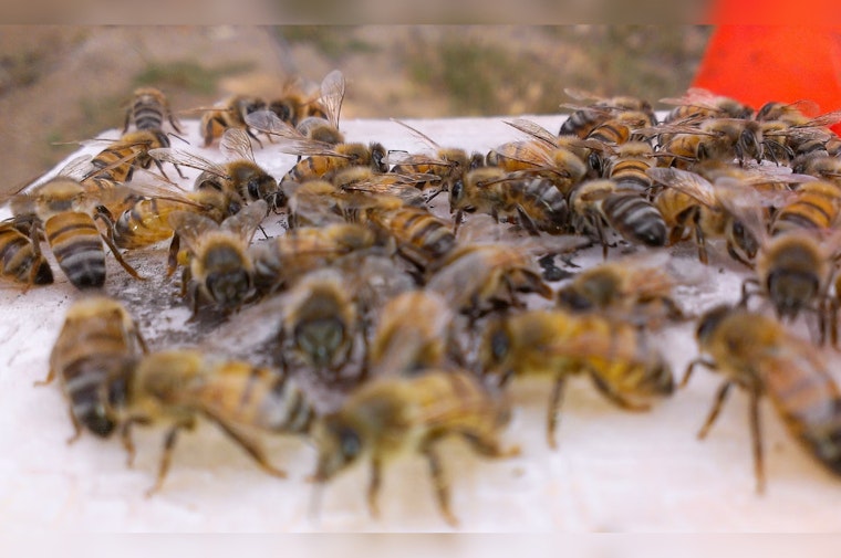 Three Palmdale Family Dogs Fatally Attacked by Neighbor's Swarming Bees