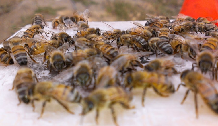Three Palmdale Family Dogs Fatally Attacked by Neighbor's Swarming Bees