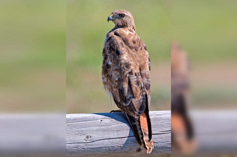 Palmdale Turns to Hawk On Hand Falconry for Non-Lethal Nuisance Bird Control