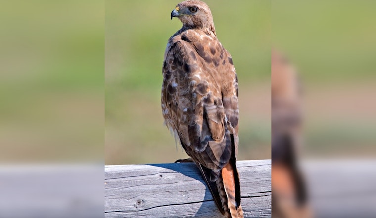Palmdale Turns to Hawk On Hand Falconry for Non-Lethal Nuisance Bird Control