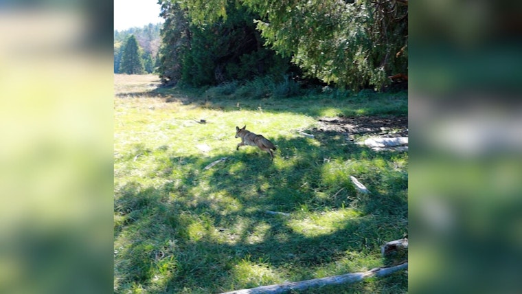San Diego Humane Society: Resilient Coyote Pup Recovers and Returns to Wild near Palomar Mountain