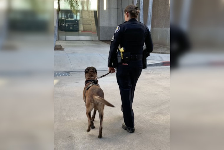 Retired Cop Launches Armed Dog Walking Service in Orange County Amid Theft Spike