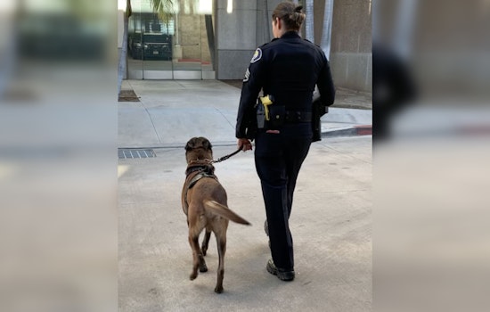 Retired Cop Launches Armed Dog Walking Service in Orange County Amid Theft Spike