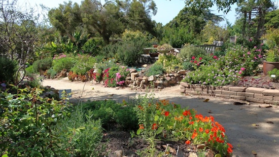 San Diego Botanic Garden's Exhibit Explores Intriguing World of Carnivorous Plants