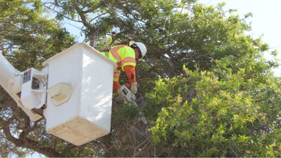 San Diego's Climate Resilient SD Plan Shows Progress: New Tracker, Urban Tree Canopy Fee, and Pure Water SD Initiative