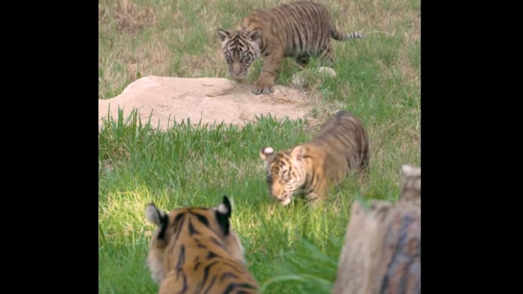 San Diego Zoo Safari Park Celebrates Debut of Endangered Sumatran Tiger Cubs Puteri and Hutan