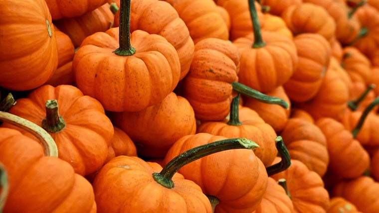 Autumn brings family fun with ABC Pick of the Patch Pumpkins festival in San Mateo