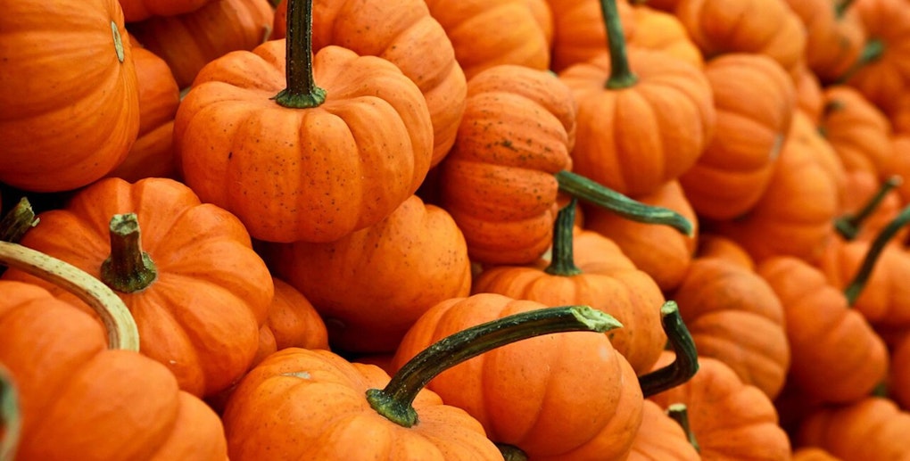 Autumn brings family fun with ABC Pick of the Patch Pumpkins festival in San Mateo