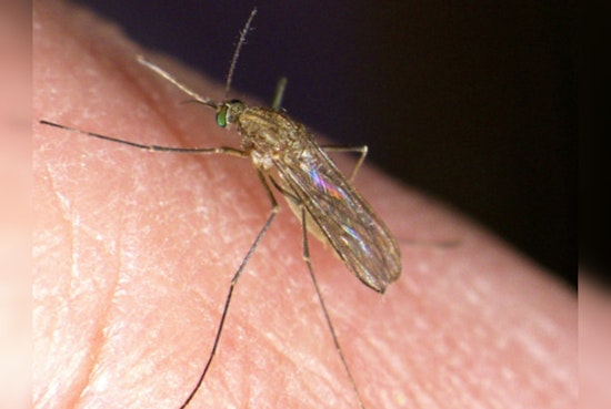 Infected West Nile Mosquitoes Confirmed in San Jose & Milpitas, Officials on High Alert