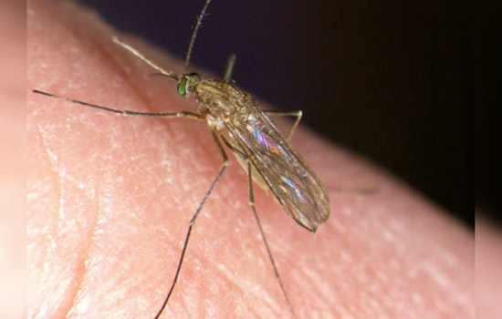 Infected West Nile Mosquitoes Confirmed in San Jose & Milpitas, Officials on High Alert