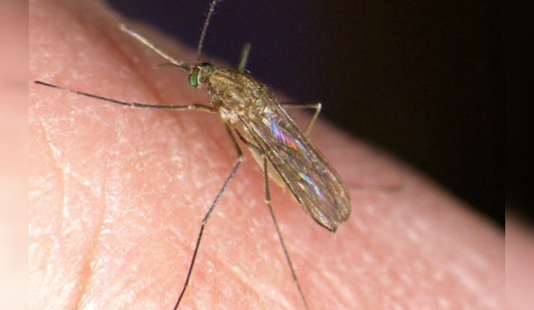 Infected West Nile Mosquitoes Confirmed in San Jose & Milpitas, Officials on High Alert