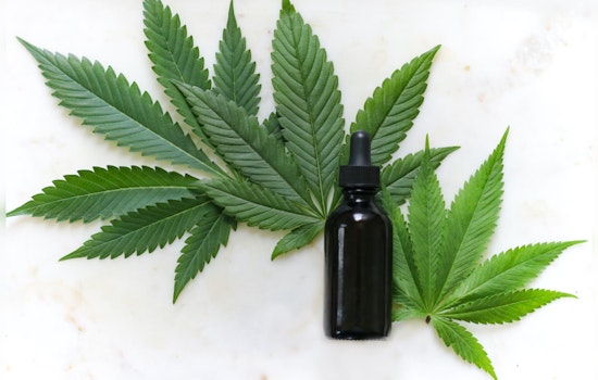 Santa Monica City Council Greenlights Retail Cannabis Sales for Economic Boost