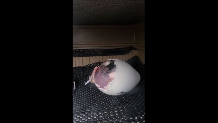 VIDEO: SeaWorld San Diego Celebrates First Emperor Penguin Chick Hatching Since 2010