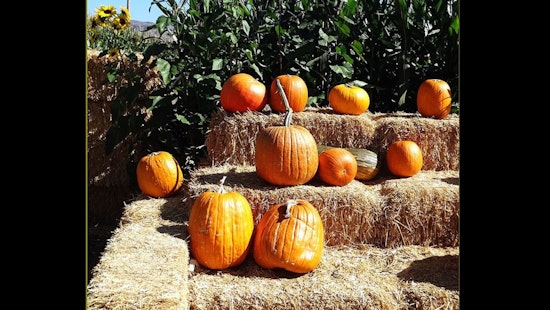 Scarecrows Smashed, Pumpkins Pulverized: Night of Destruction at Spina Farms Near San Jose