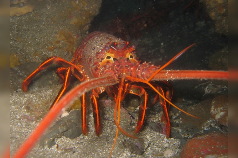 Spiny Lobster Season Set to Kick off in Los Angeles and Orange Counties