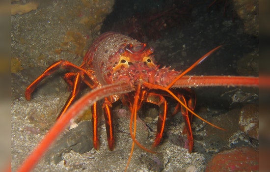 Spiny Lobster Season Set to Kick off in Los Angeles and Orange Counties