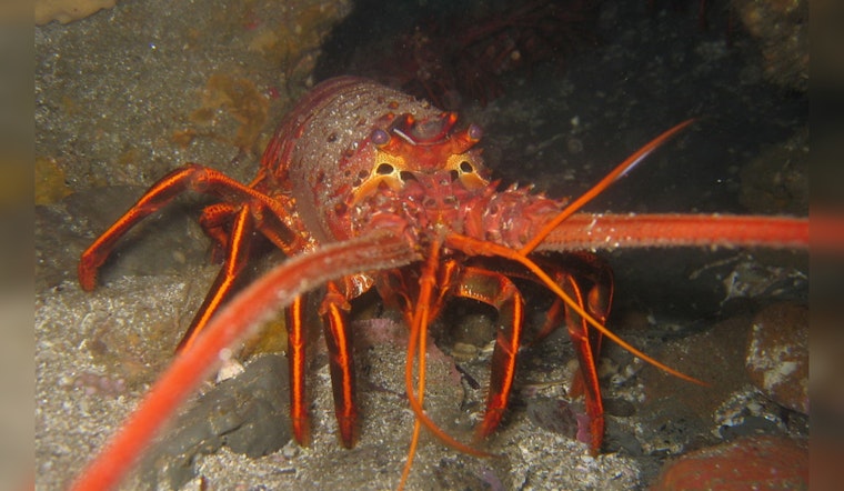Spiny Lobster Season Set to Kick off in Los Angeles and Orange Counties