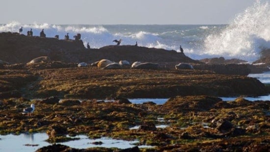 Storm Damage Strikes San Mateo County’s Fitzgerald Marine Reserve