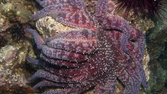Breakthrough in Sunflower Sea Star Conservation: Birch Aquarium and Partners Achieve Successful Spawning