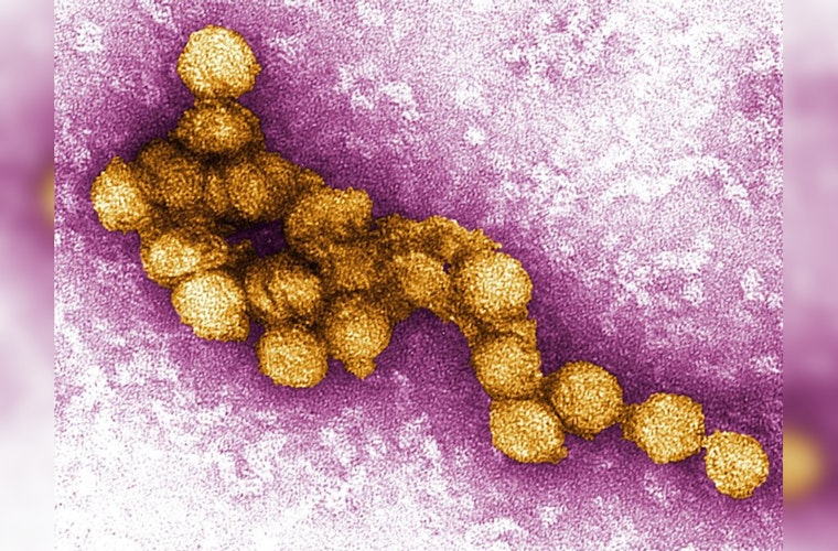 West Nile Virus Detected in Newbury Park Bird, Ventura County Authorities Intensify Mosquito Control Efforts