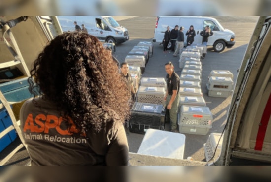 100+ Shelter Dogs Jet From Tustin Inferno to New Beginnings in Ohio