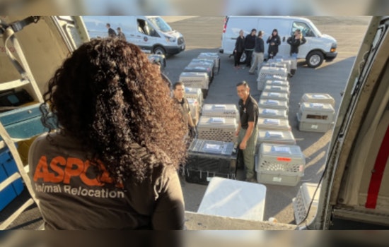 100+ Shelter Dogs Jet From Tustin Inferno to New Beginnings in Ohio