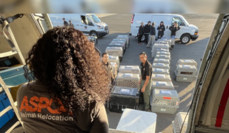 100+ Shelter Dogs Jet From Tustin Inferno to New Beginnings in Ohio