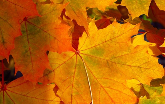 Austin Alight with Autumn, Fall Foliage Fervor Hits the Heart of Texas