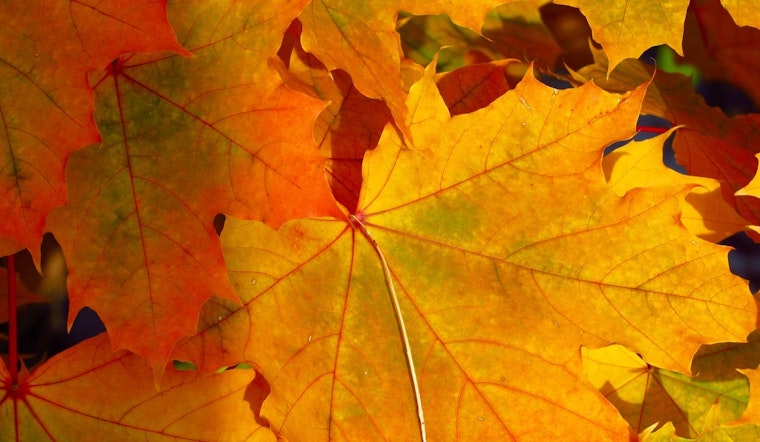 Austin Alight with Autumn, Fall Foliage Fervor Hits the Heart of Texas