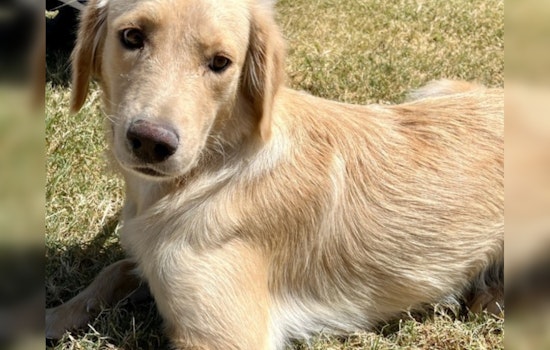 Austin Man's Daily Devotion Helps Shy Shelter Dog Find Her Happy Tail