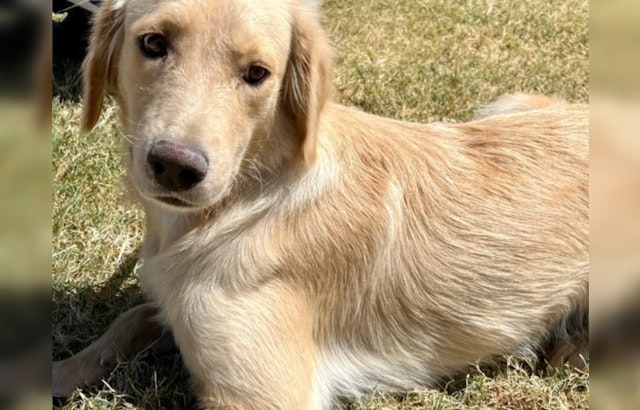 Austin Man's Daily Devotion Helps Shy Shelter Dog Find Her Happy Tail