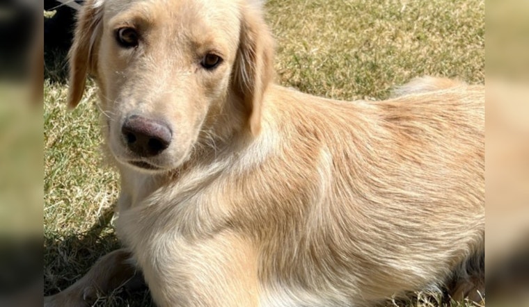 Austin Man's Daily Devotion Helps Shy Shelter Dog Find Her Happy Tail