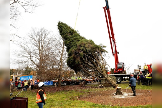 Boston Readies for 45-Foot White Spruce Arrival from Nova Scotia, Continuing a Historic Tradition of Unity