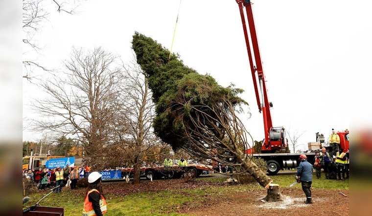 Boston Readies for 45-Foot White Spruce Arrival from Nova Scotia, Continuing a Historic Tradition of Unity