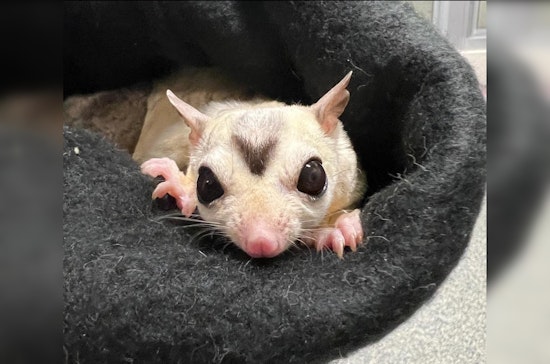 Boston's MSPCA Initiates Aerial Rescue Mission for 33 Sugar Gliders in Search of New Homes