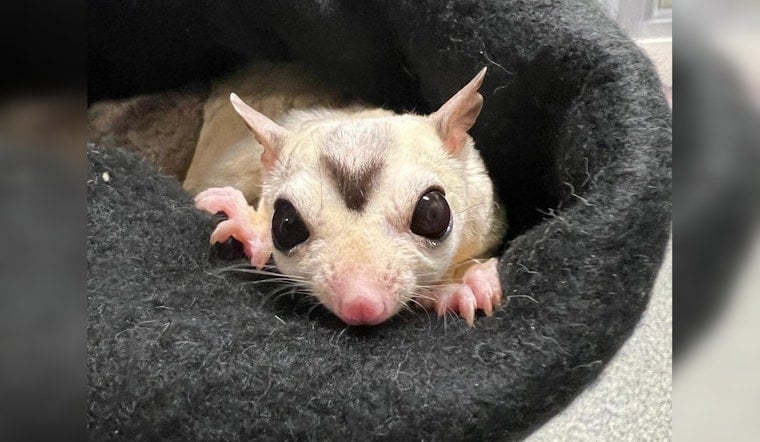 Boston's MSPCA Initiates Aerial Rescue Mission for 33 Sugar Gliders in Search of New Homes