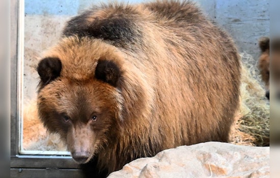 Brookfield Zoo Welcomes Orphaned Alaskan Brown Bear Cubs After 20-Year Hiatus