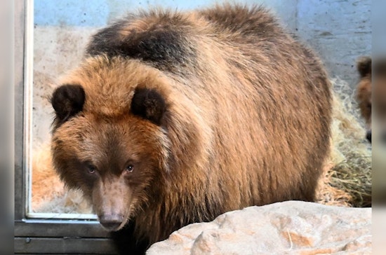 Brookfield Zoo Welcomes Orphaned Alaskan Brown Bear Cubs After 20-Year Hiatus