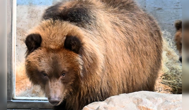 Brookfield Zoo Welcomes Orphaned Alaskan Brown Bear Cubs After 20-Year Hiatus