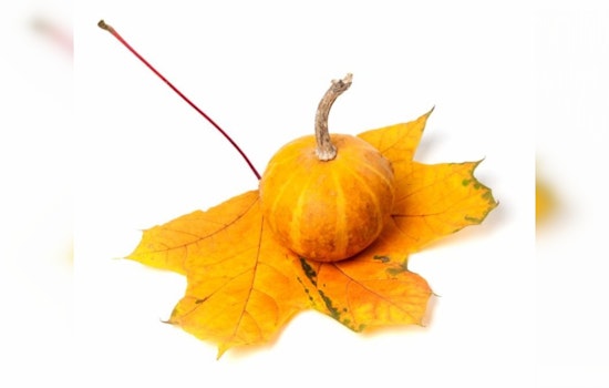 Cambridge Cites Climate Concerns: Halloween's 1.3 Billion Pound Pumpkin Problem