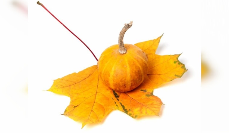 Cambridge Cites Climate Concerns: Halloween's 1.3 Billion Pound Pumpkin Problem