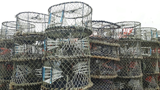 California Extends Crab Trap Restrictions, Delays Dungeness Crab Season Amid Whale Entanglement Risks