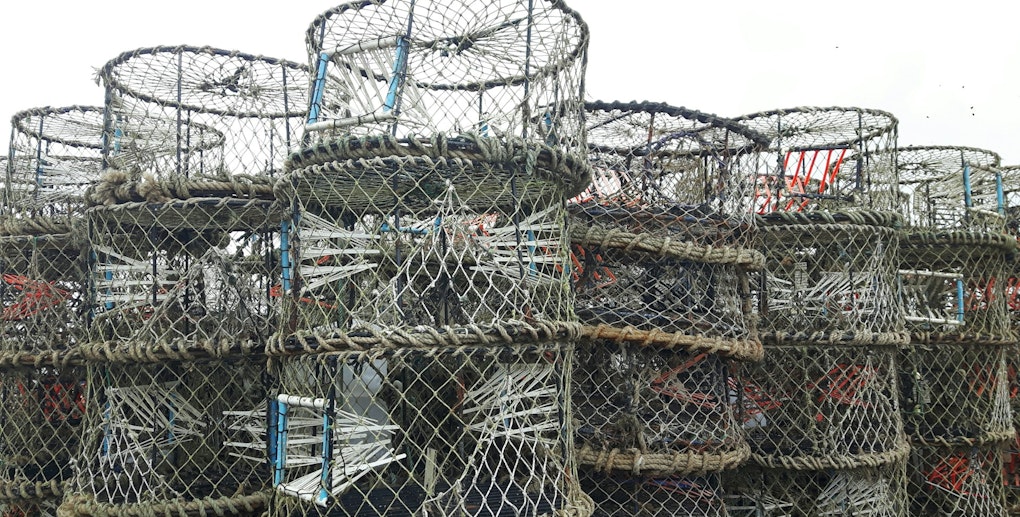 California Extends Crab Trap Restrictions, Delays Dungeness Crab Season Amid Whale Entanglement Risks