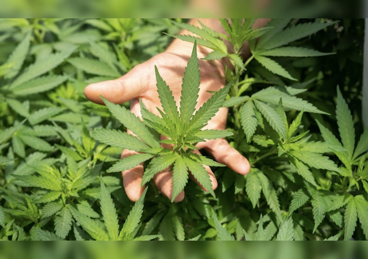 Cheech & Chong Launch Rebranded Marijuana Dispensaries in Massachusetts
