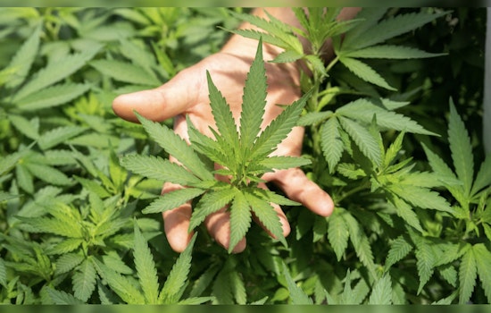 Cheech & Chong Launch Rebranded Marijuana Dispensaries in Massachusetts
